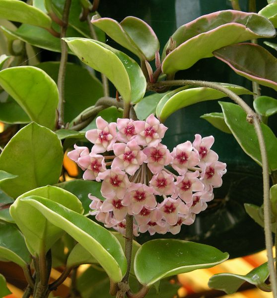 wax plant